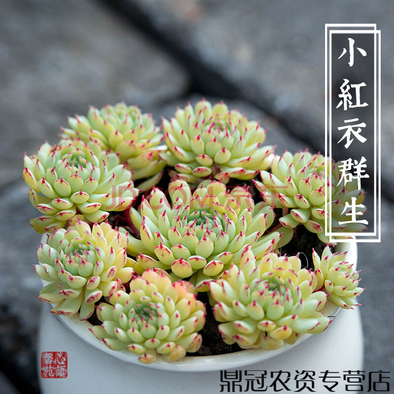 心语馨苑新品 小红衣群 精品多肉植物办公桌迷你盆栽绿植花卉景天 小