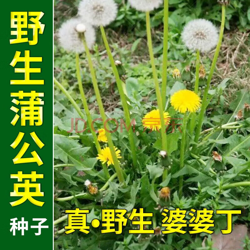 植物妈妈有办法表格式导学案_植物妈妈有办法教案_植物妈妈有办法表格式教案