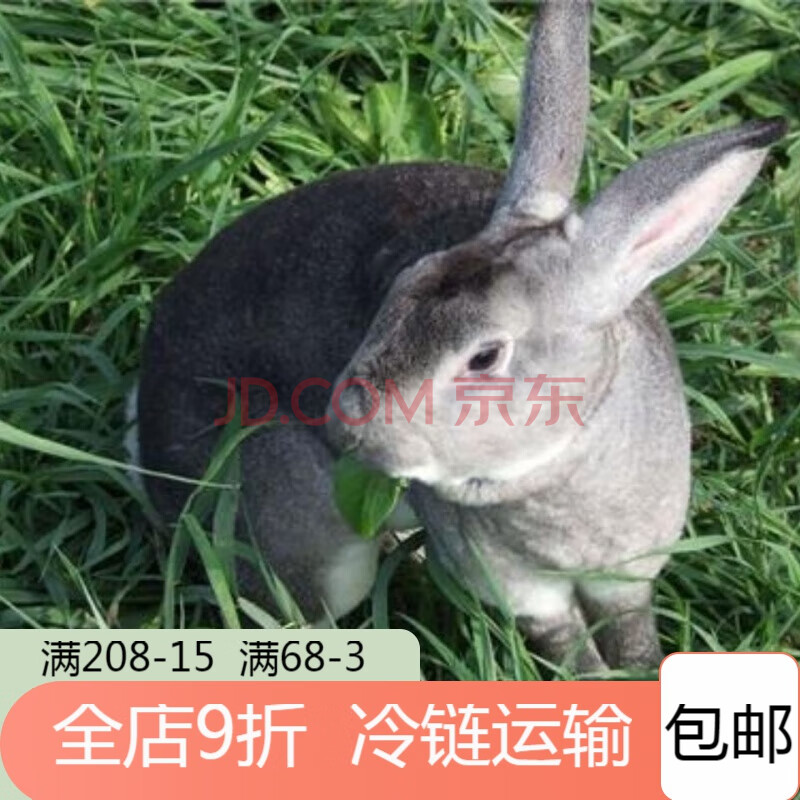 顺丰速运 带皮兔子肉活兔现杀整只3斤生鲜兔子肉 有皮