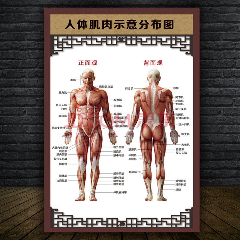 人体肌肉示意分布挂图肌肉解剖图身器官分布穴位图内脏结构图 3-人体