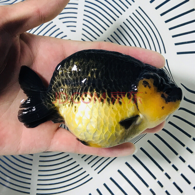 kjhgf兰寿金鱼精品小鱼苗奶牛兰寿赛级潘氏冷水观赏鱼纯种活鱼好养