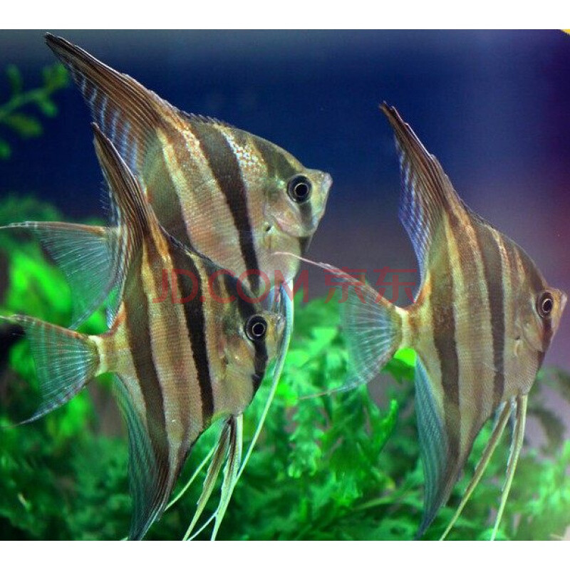 秘鲁中号神仙鱼水族世界观赏鱼活体黑燕鱼红头三色红眼钻云石 斑马