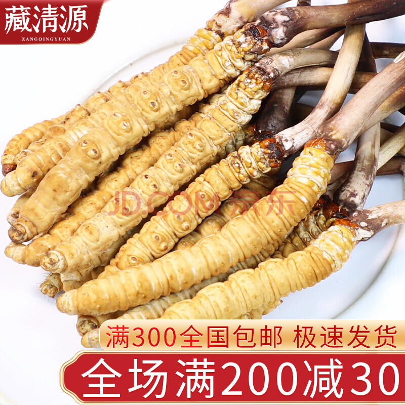 藏清源 新鲜冬虫夏草西藏那曲头期鲜虫草 0.6克/根1根装