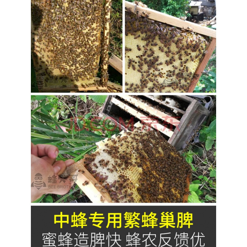 八千中蜂巢础蜜蜂巢脾深房蜂蜡巢础片土蜂箱巢皮巢基养蜂35片【八千