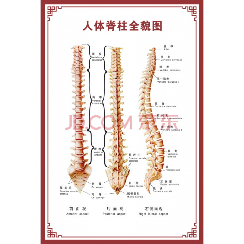 图人体肌肉解剖图海报 人体骨骼示意图 pp胶(背面带 人体脊柱全貌图