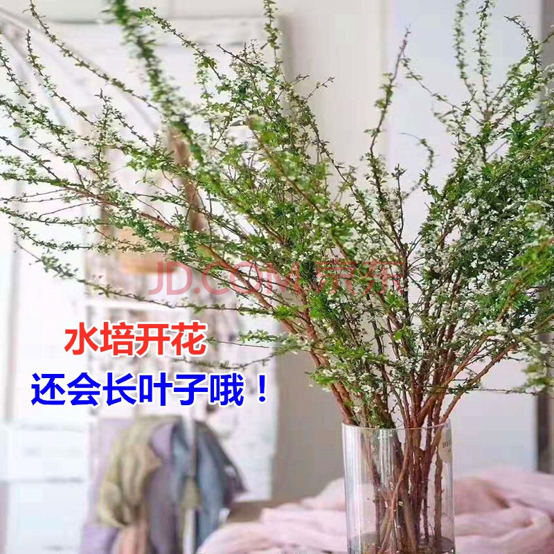 干枝雪柳雪柳枝条干枝鲜水养泡水开花带花苞插水雪梅