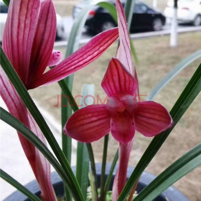 兰花蓝宝石浓香型建兰奇花春兰蕙兰绿植墨兰盆栽春剑花期超长 满天红