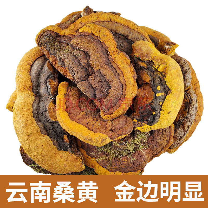 高品质西藏桑树桑黄 赤紫灵芝整个正宗长白山中药材捛招山灵芝 云南