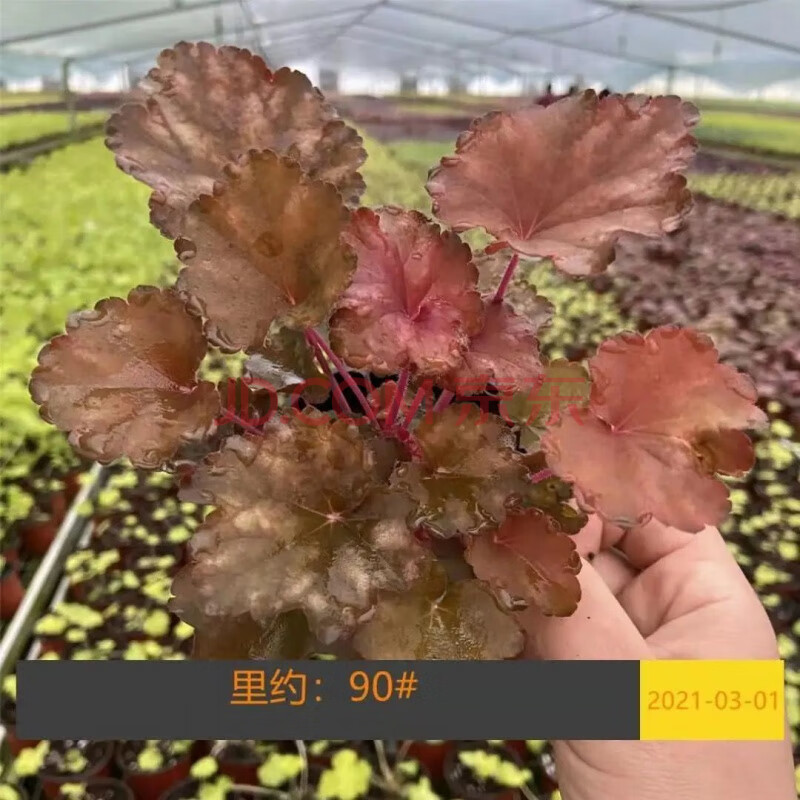 【现货现发】矾根盆栽绿植花卉室内外阳台庭院地栽耐热耐寒四季彩叶养