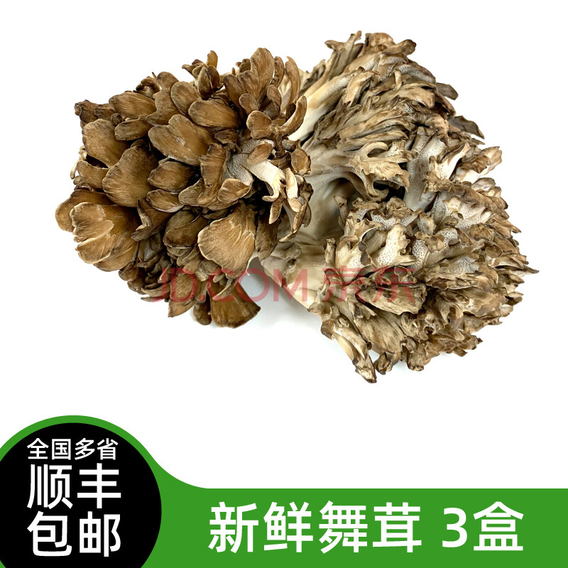 新鲜舞茸3盒 灰树花 新鲜蔬菜菌菇日本舞茸 食用真菌150g/盒 6盒(900g