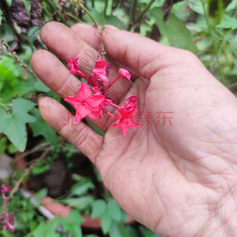 抗瘤化癌,散结 红三娘 谢三娘 紫花丹 红花丹 新鲜现采 500克