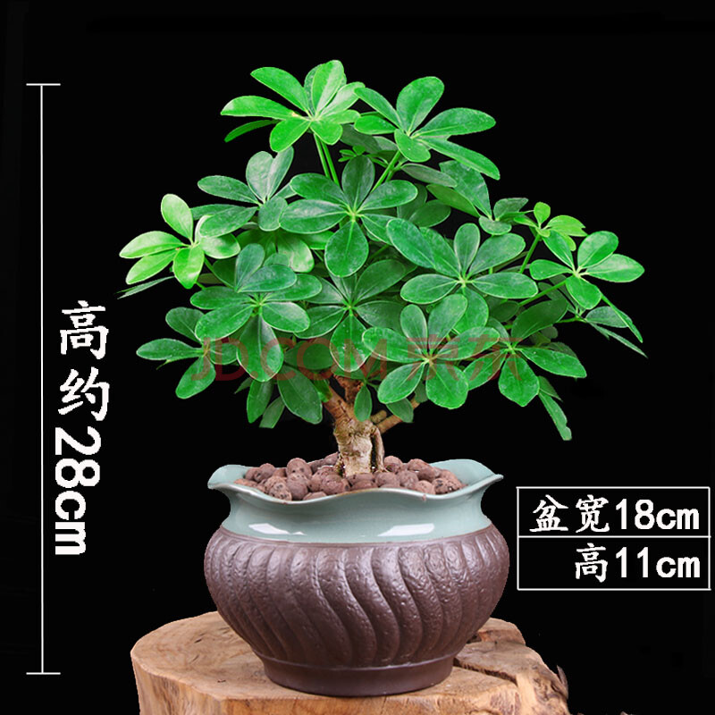 七叶莲老桩室内盆栽植物鸭脚木鹅掌柴植物招财除甲醛净化空气植物 鸭