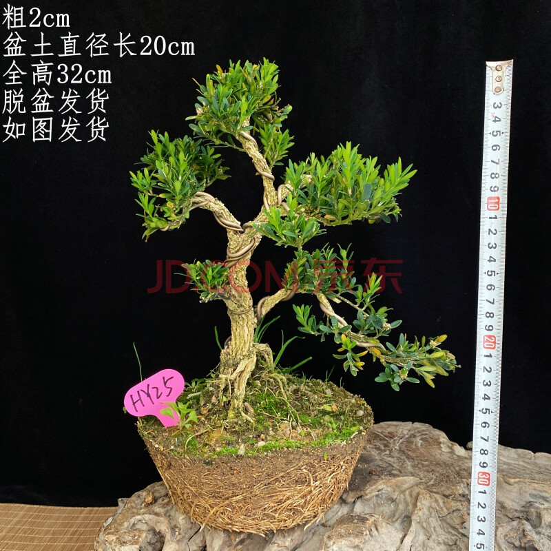 小型雀舌皱皮黄杨盆景老桩熟桩黄杨树盆景造型绿色植物盆栽室内外 乳
