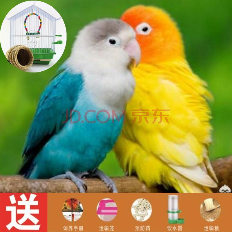 鸟活体虎皮鹦鹉鸟活中小型会说话的宠物鸟活体虎皮鹦鹉牡丹鹦鹉活体