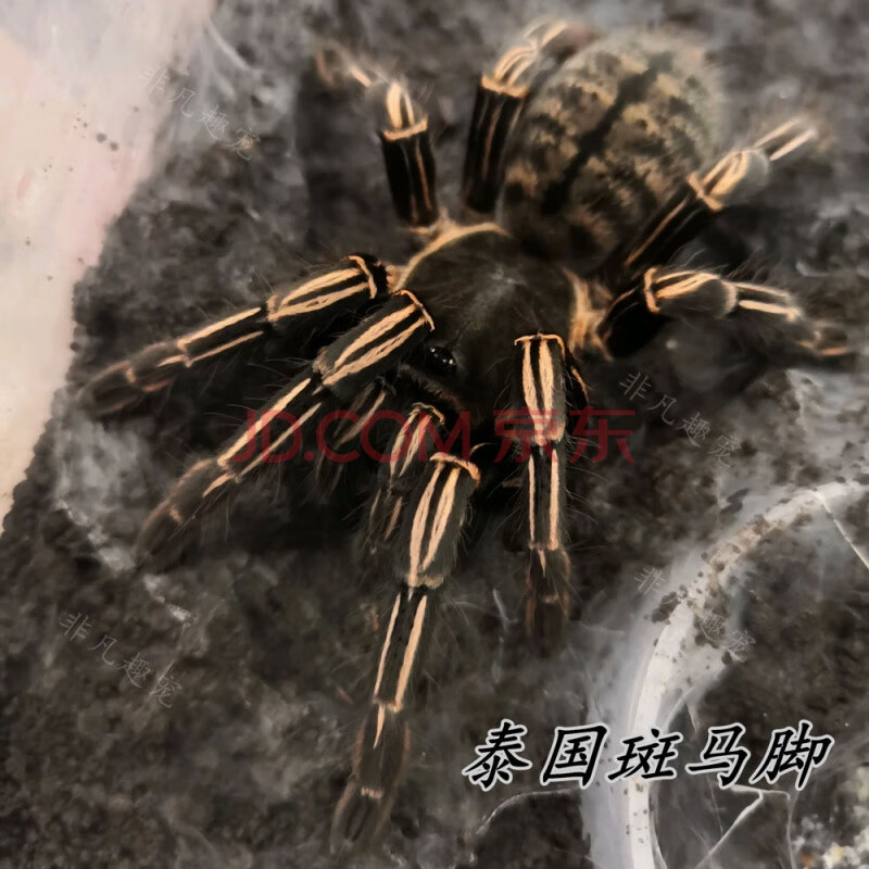 圭亚那红树越南云脚食鸟蛛活体活物 泰国斑马脚(足展3-4厘米) 仅蜘蛛
