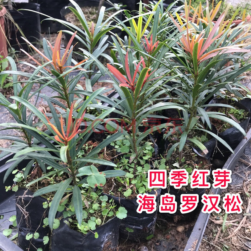 四季红芽罗汉松树苗 海岛罗汉松 庭院观赏植物红心造型罗汉松小苗 31