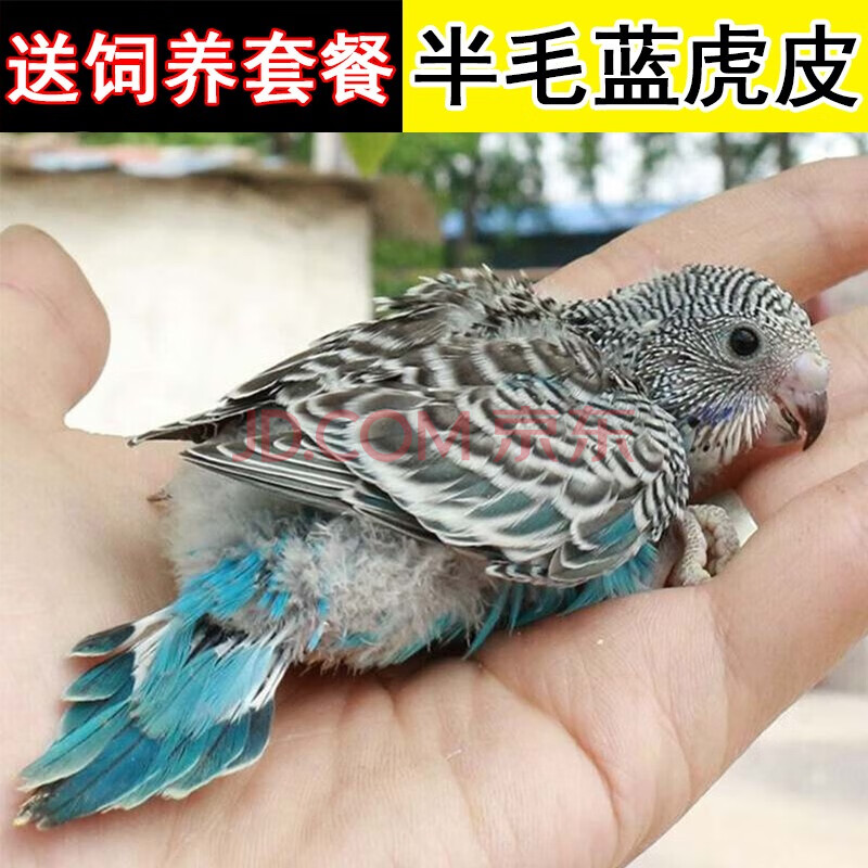 小鸟家养幼鸟幼崽牡丹鹦鹉玄凤鹦鹉活体玄凤鹦鹉雏鸟 雏鸟蓝色虎皮