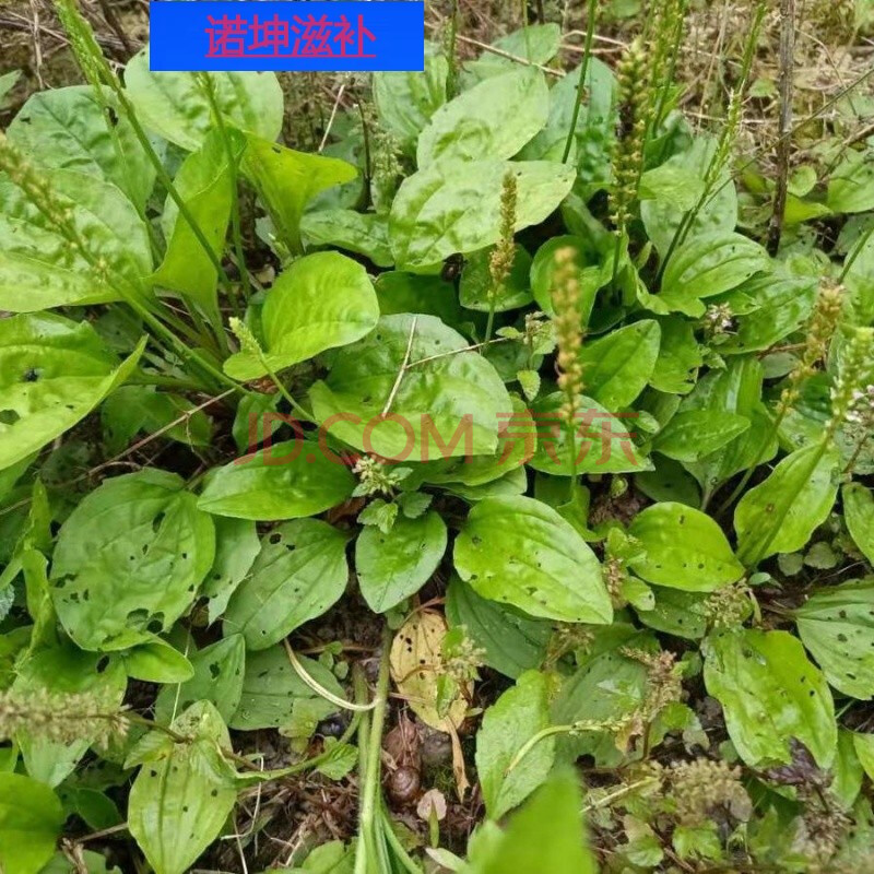 伟博新鲜车前草野生车钱草现摘田冠草车轮菜猪肚菜灰盆草车轱辘菜带根