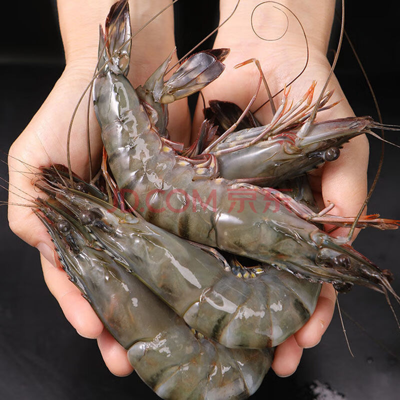 黑虎虾鲜活冷冻海虾老虎虾海鲜水产九节虾斑节虾 精品大号黑虎虾15只