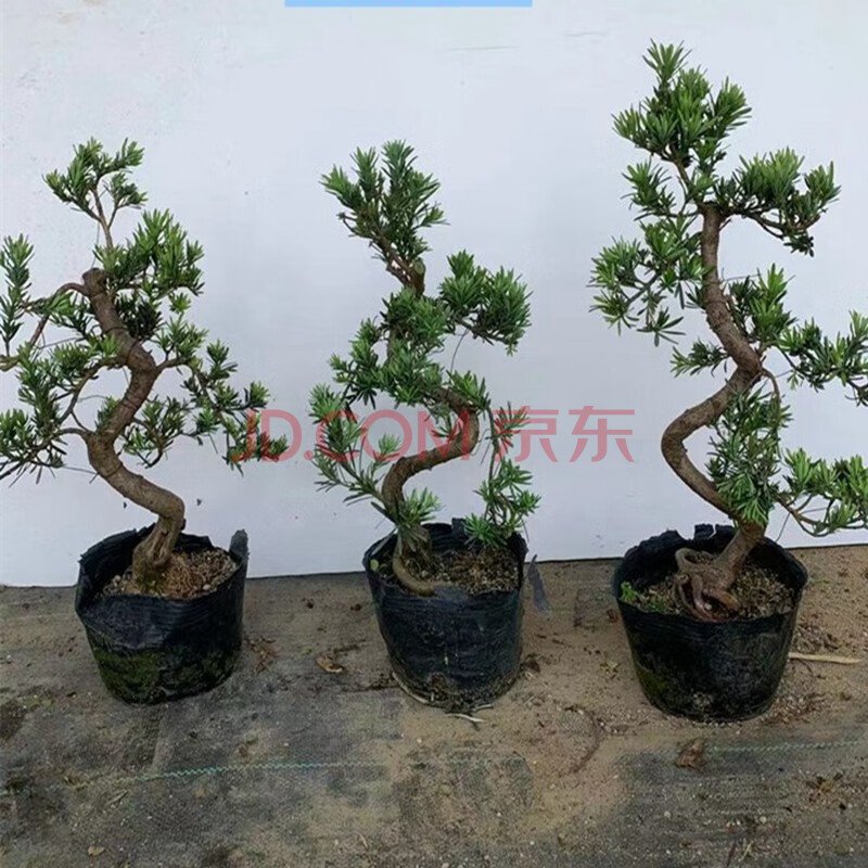 小叶罗汉松 树桩盆栽盆景桌面 花卉 雀舌罗汉松树苗 松柏造型盆景 s弯