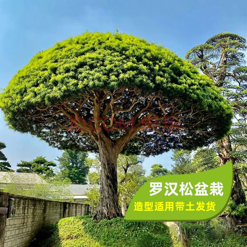 罗汉松树苗室内绿植盆栽花园庭院植物大型迎客松盆景树桩观赏造型素材