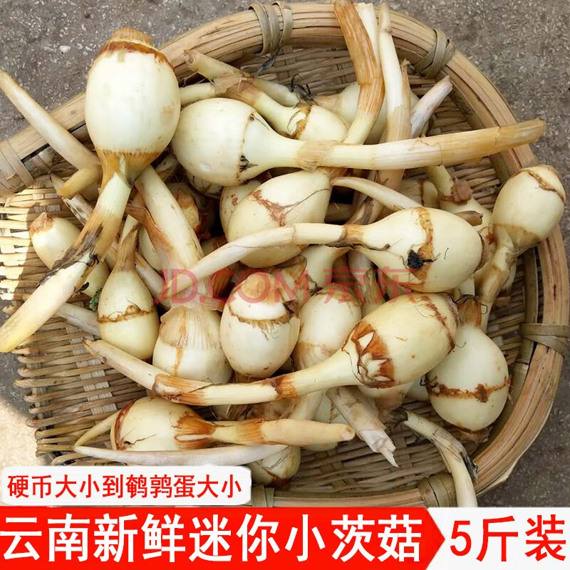 蔬菜 鲜菌菇 姒桀 云南新鲜白慈姑现挖现发茨菇白马蹄鲜慈姑 粉糯茨菰