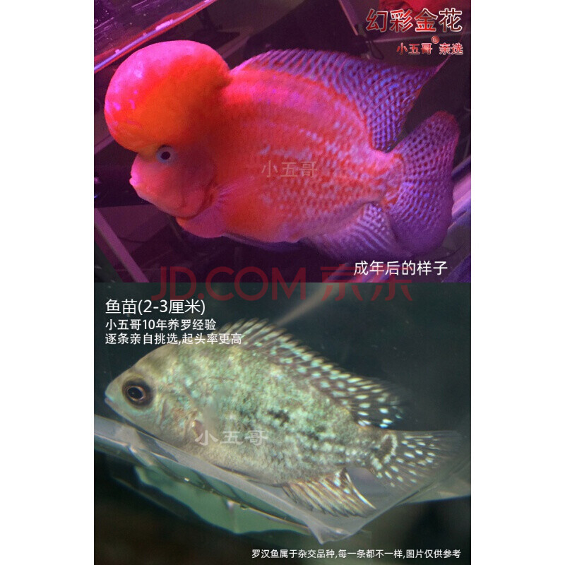 热带观赏鱼鸿运泰国金花亚成罗汉鱼鱼苗活体德萨幻彩起头火凤凰 幻彩