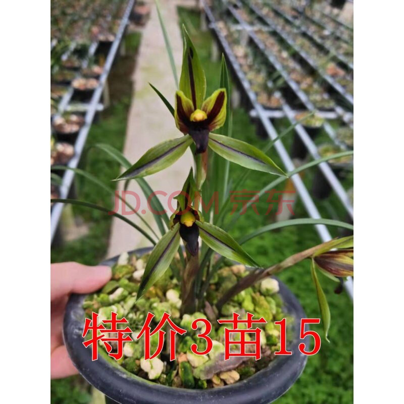 盛世红荷 春兰 兰花 室内盆栽花卉绿植 开花超香 包公魂 6苗连体 不含