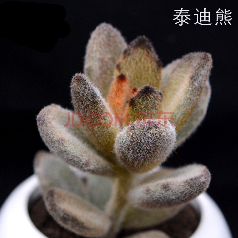 多肉植物绿植花卉月兔耳黑兔耳千兔耳 达摩兔耳 泰迪熊 泰迪熊2-3cm