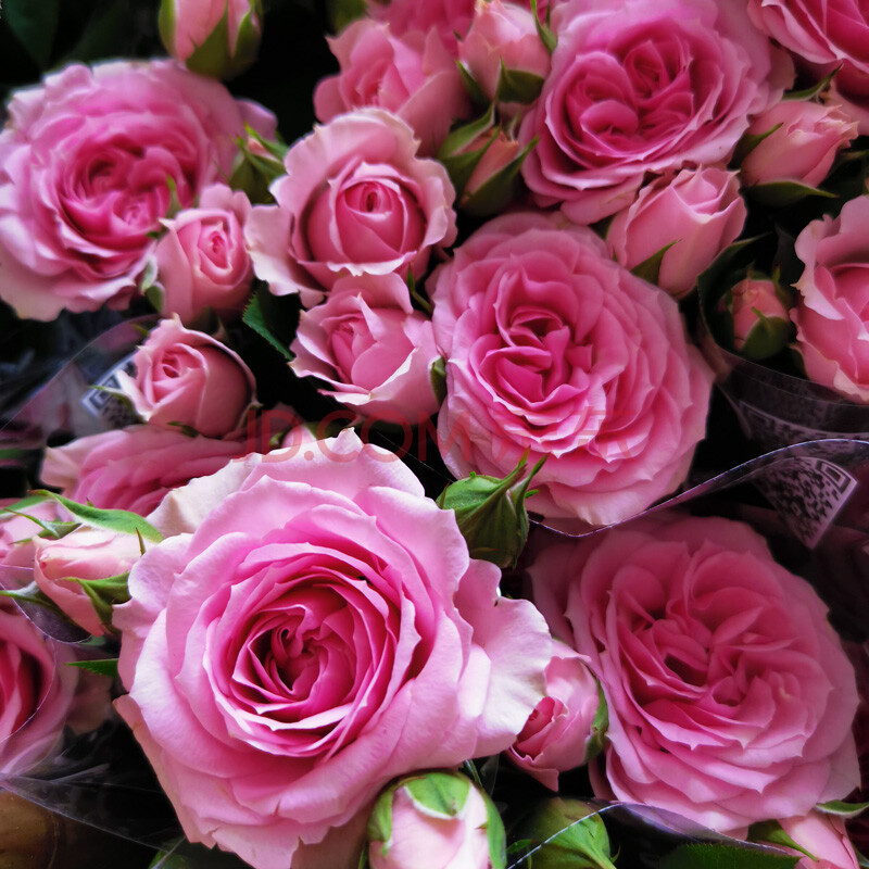 玫瑰钻石月季新品种大花苞花卉带花苞阳台窗台欧月花 淑女【1加仑】