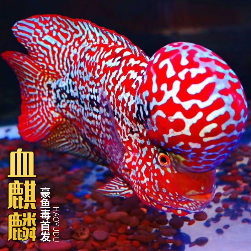 亚成火凤凰家养水族馆鱼观赏鱼包活现货-岚黛 【高品质】血麒麟苗1条