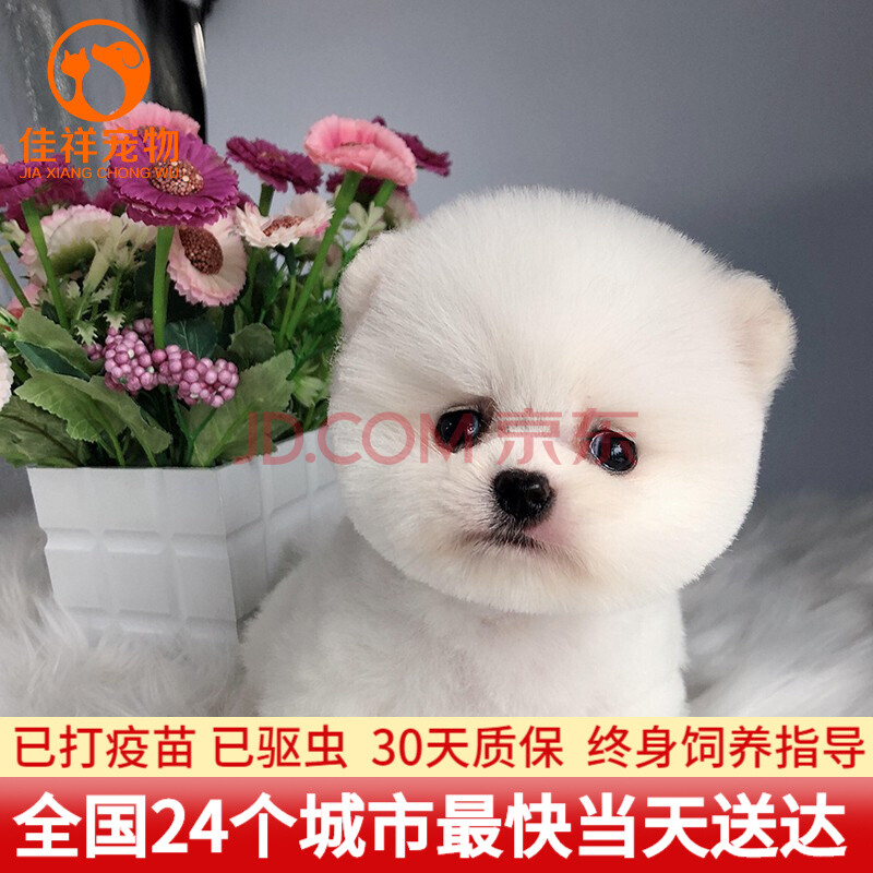 【30天保障】博美犬幼犬活物活的小型犬纯种博美犬幼犬茶杯犬白色黑色