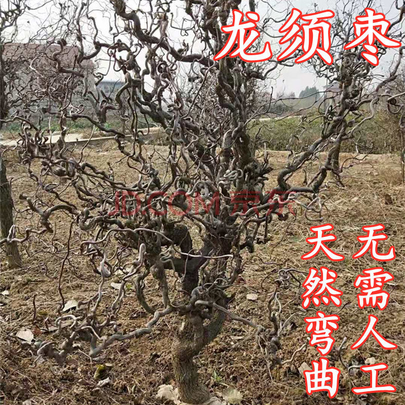 方种植盆栽地栽龙爪盘龙枣造型古树 当年结果 八年苗【精品造型果树】