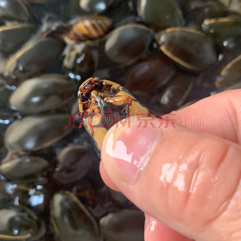 伟博水蟑螂金边龙虱鲜活水鳖虫活体食用水甲虫水曱由药材水老鳖盖大螂