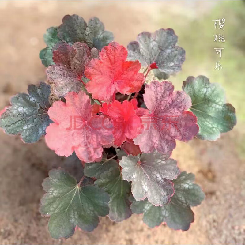 花沃里 矾根植物(樱桃可乐11cm简易花盆)花卉绿植观叶盆栽阳台花园