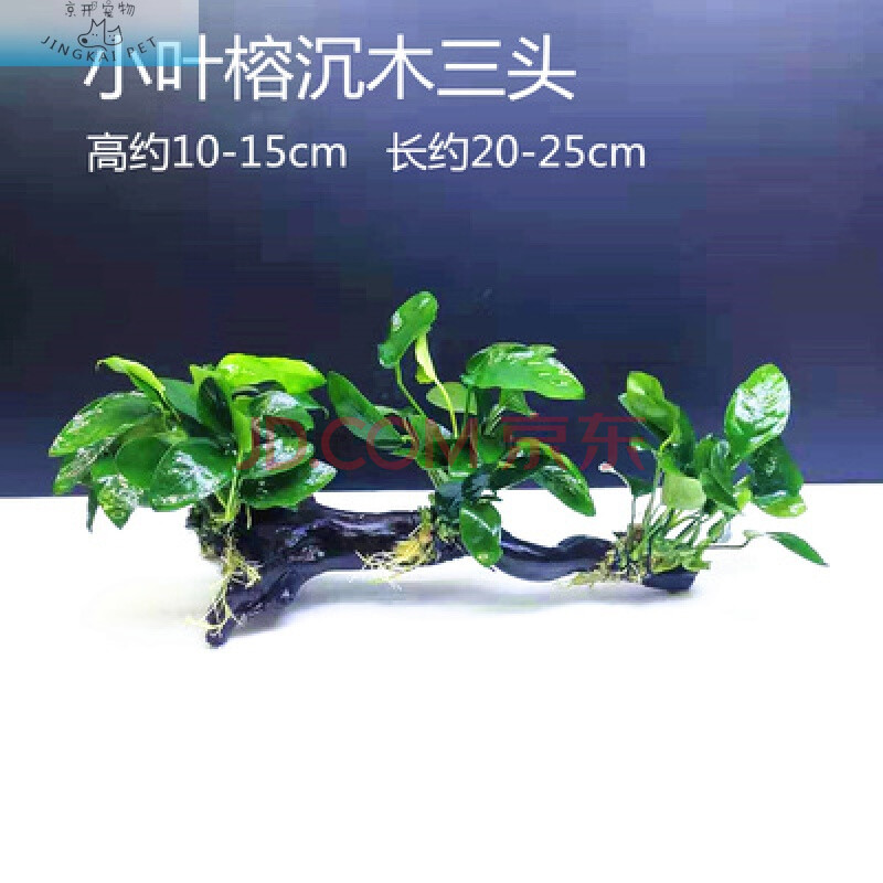 京开【直接丢缸】鱼缸定植水草水族箱造景懒人新手水榕沉木火山石活体