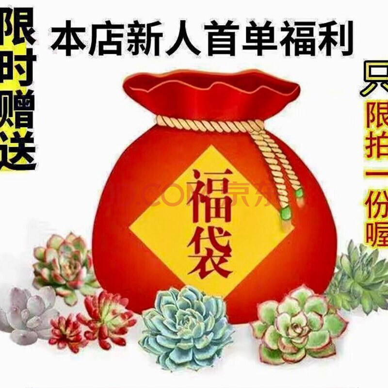 【花清洋】肉肉 多肉植物一元多肉多款可选 红宝石火祭姬玉露桃蛋肉肉