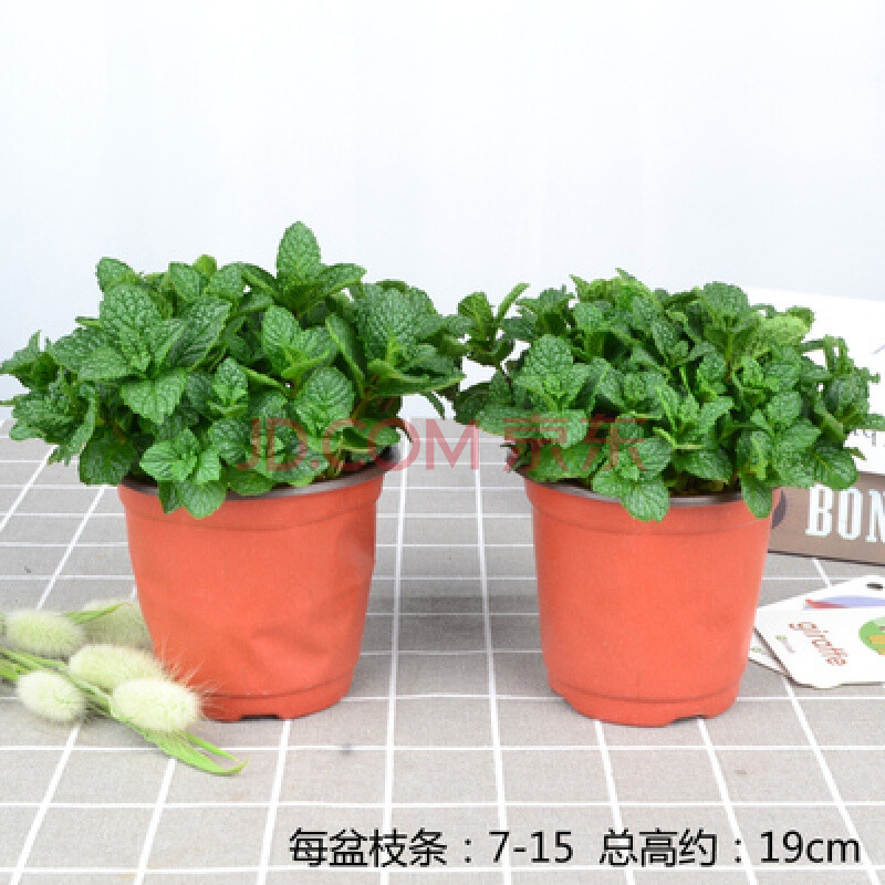 正宗河南石香草十香菜重庆鱼香菜草薄荷盆栽 新鲜叶苗 十香/鱼香菜 2