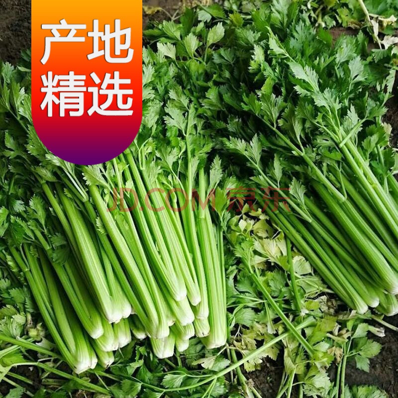【精选果蔬】河南新鲜芹菜农家自种现挖现发西芹香芹地头发货新鲜蔬菜