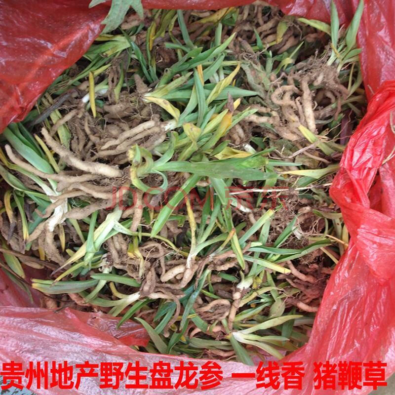 伟博贵州地产新鲜现挖盘龙参 猪鞭草 盘龙箭 鲤鱼草500g