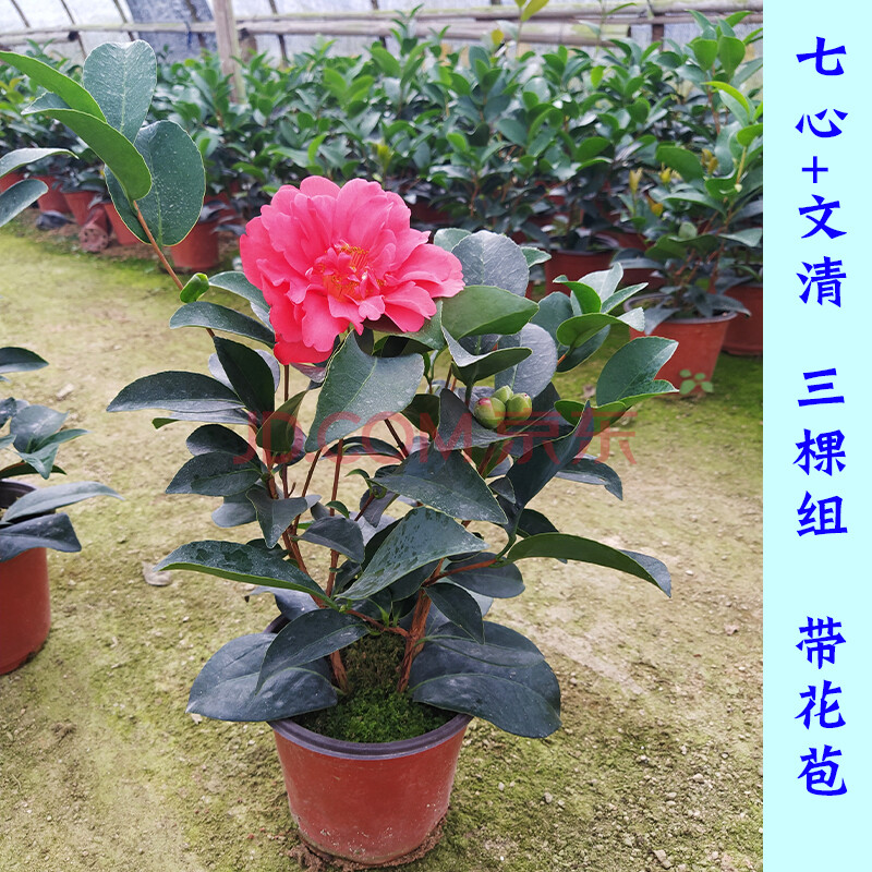 茶花盆栽各种花卉植物嫁接树苗四季山茶花新品种重瓣 3棵组 四季茶花