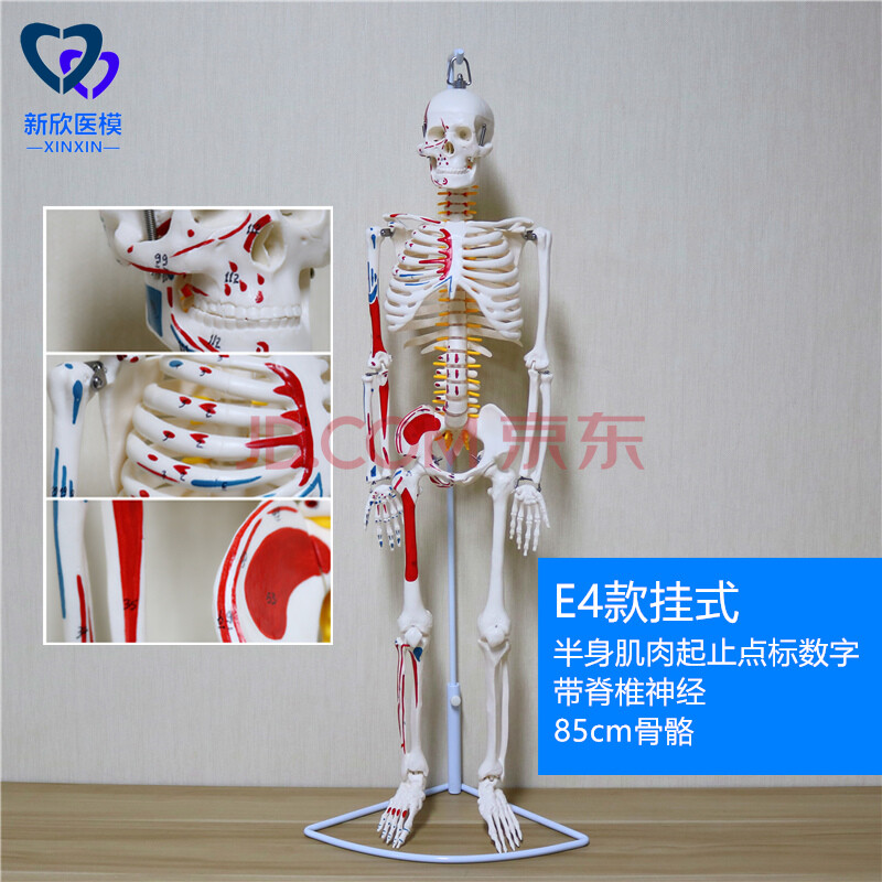 医学人体骨骼模型骨架迷你真人全身小白仿真可拆卸带肌肉正骨玩具e4款