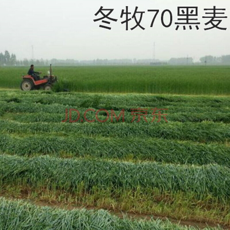 耐寒宽叶种子多年生黑麦草苏丹草高丹草菊苣紫花苜蓿种籽 骋妍 冬牧70