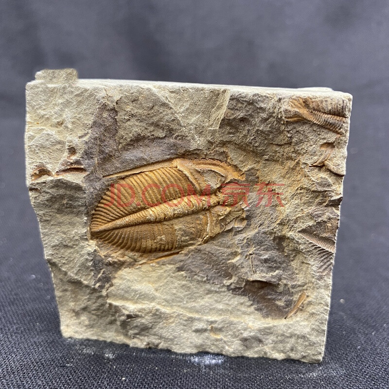 三叶虫化石保真完整精品三叶虫古生物化石儿童礼物教学科普