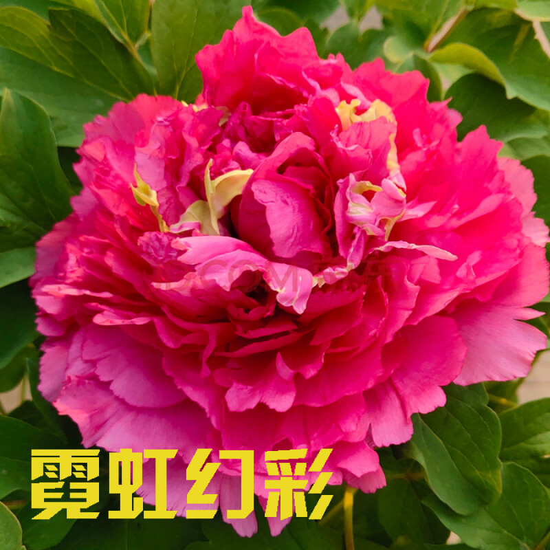洛阳发货牡丹花苗盆栽大苗洛阳红芳纪乌金带盆土发货3
