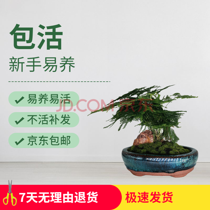 创意微景观盆景植物室内净化空气桌面造型四季常青小绿植 文竹(含盆)