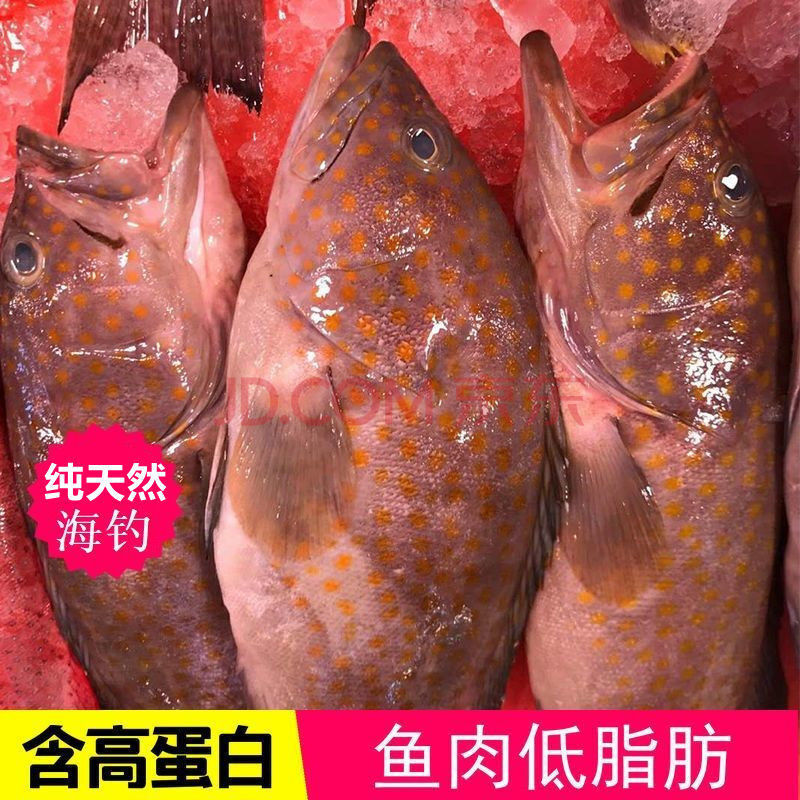 燕尾斑.龙趸石斑海鲜鲜活红石斑石斑鱼 2只3斤
