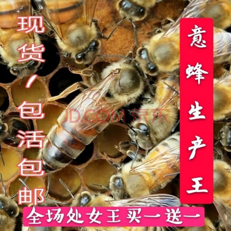 【采缇】意蜂蜂王 意蜂新产王 蜜王 意蜂王 生产王开产王 意蜂王 蜂王