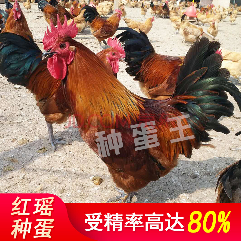 种蛋可孵化小鸡红瑶受精蛋纯种红瑶受精蛋路途破损包赔10枚起 10枚