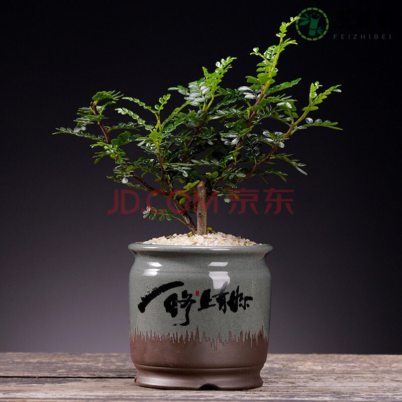 养植物草花卉盆景室内桌面老桩造型摆件虎雀 gy18-一路上有你[清香木]